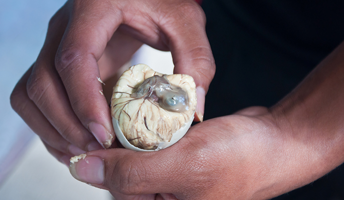 Balut